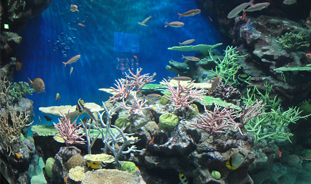 しまね海洋館アクアス・コーラルリーフ擬岩・擬サンゴ工事