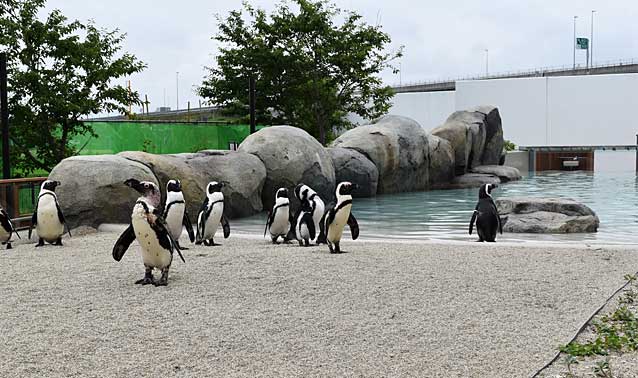 うみの社水族館　ペンギン