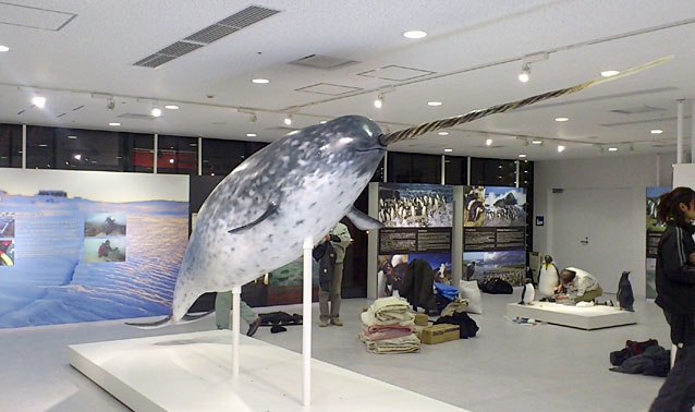 海遊館リニューアル工事・イッカクレプリカ（新・体感エリア）