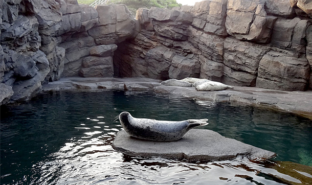 加茂水族館（クラゲドリーム館）・海獣ゾーン（アシカ・アザラシ）