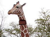 L̐]iFRP)