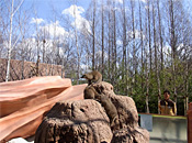 Samsung Everland/Lost Valley/Meerkat