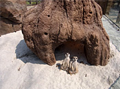 Samsung Everland/Lost Valley/Meerkat