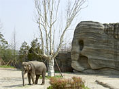 Samsung Everland/Lost Valley/Elephant