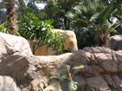 天王寺動物園ゾウ舎　擬岩　擬木