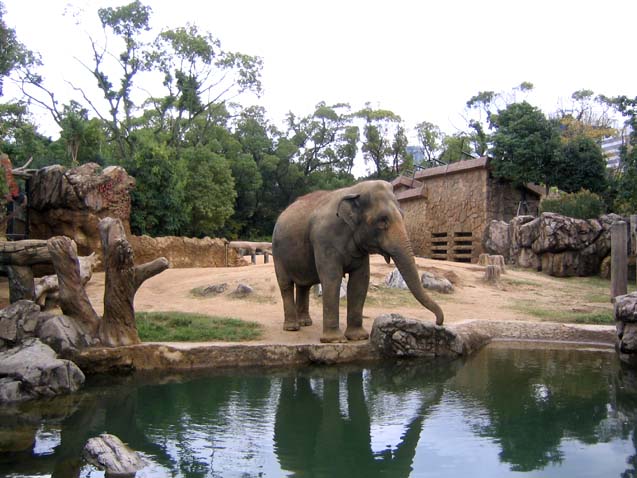 天王寺動物園ゾウ舎