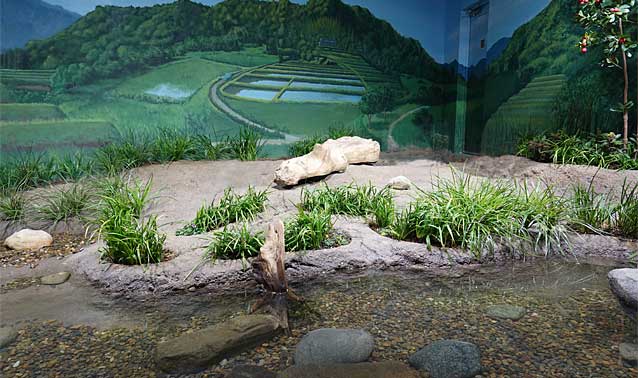 天王寺動物園・イシガメ