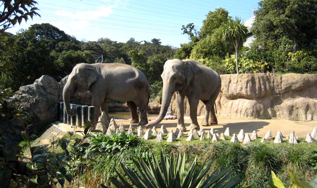 到津の森公園ゾウ舎・トラ舎