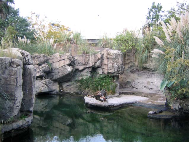 天王寺動物園カバ舎