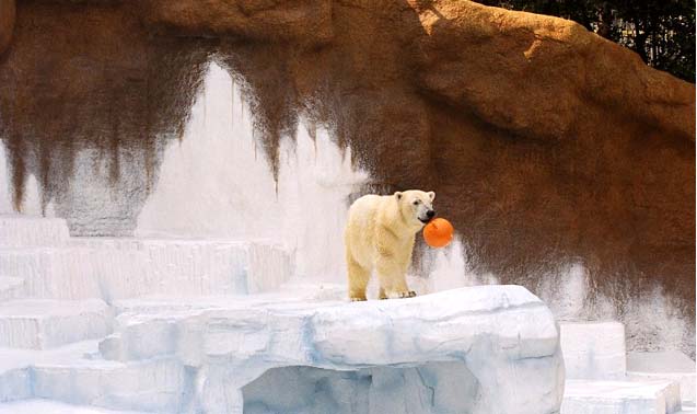 天王寺動物園・シロクマ舎・改修工事