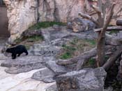 よこはま動物園メガネグマ舎　擬岩