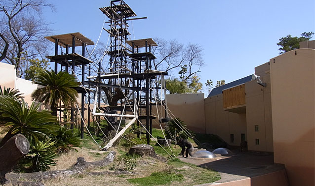 かみね動物園・チンパンジー舎