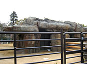 王子動物園・シマウマ舎　擬岩