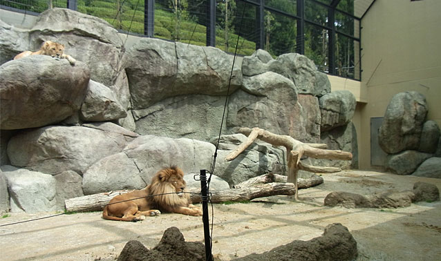 日本平動物園猛獣館建築工事・ライオン・ミーアキャット舎