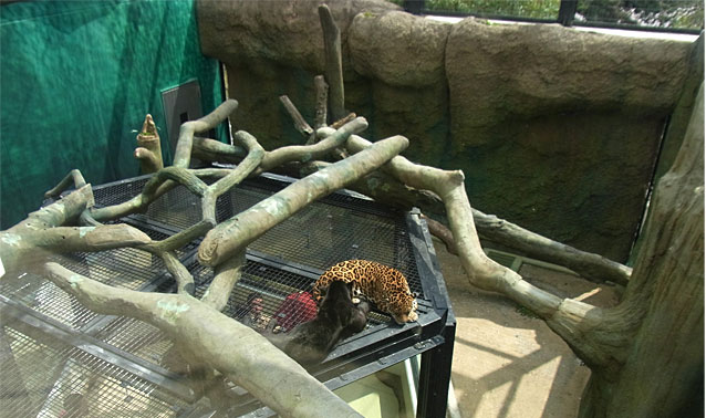 ジャガー舎　擬岩　擬木