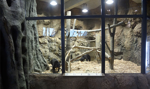 円山動物園・熱帯雨林館・マレーグマ舎