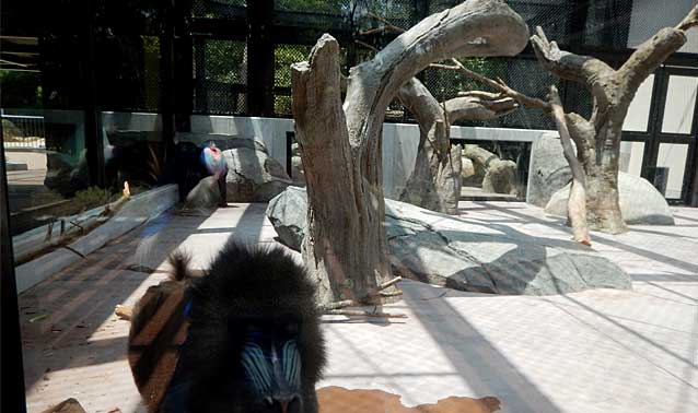 豊橋総合動植物公園・マンドリル舎