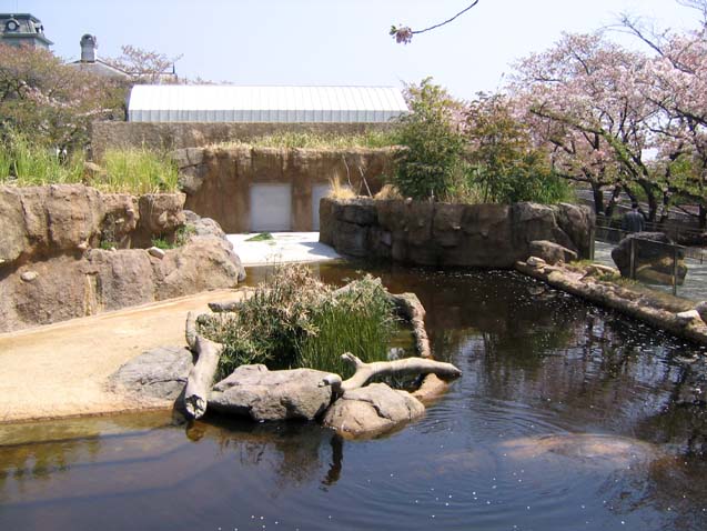 王子動物公園カバ舎　擬岩　擬木