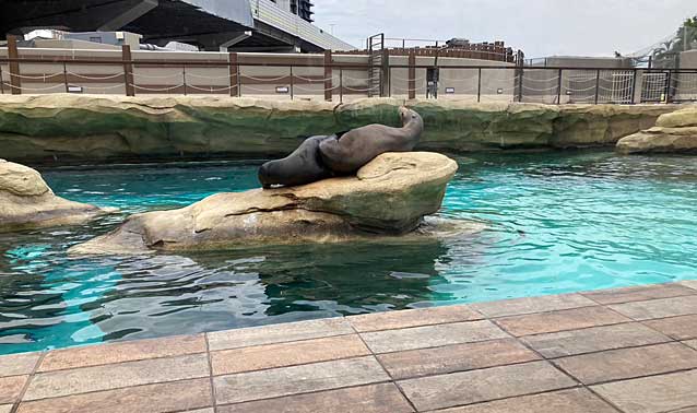 天王寺動物園・アシカワーフ