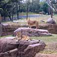 天王寺動物園